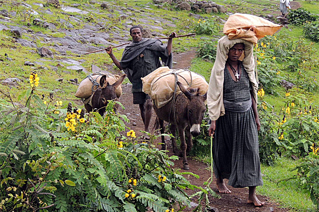 Bahir dar