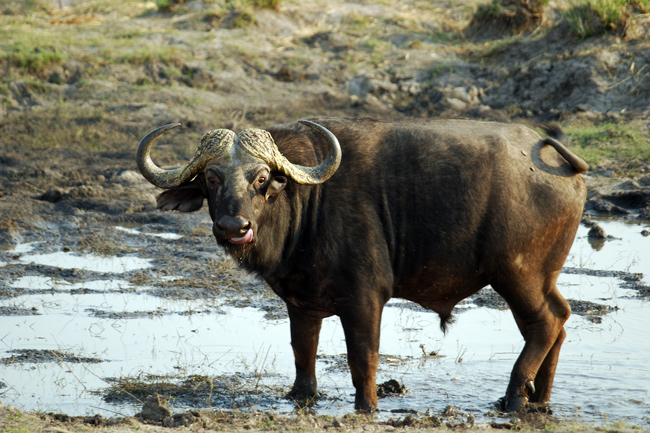 chobe
